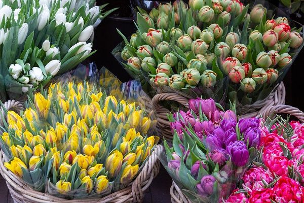 Netherlands-Amsterdam Tulip bouquets on display by vendor